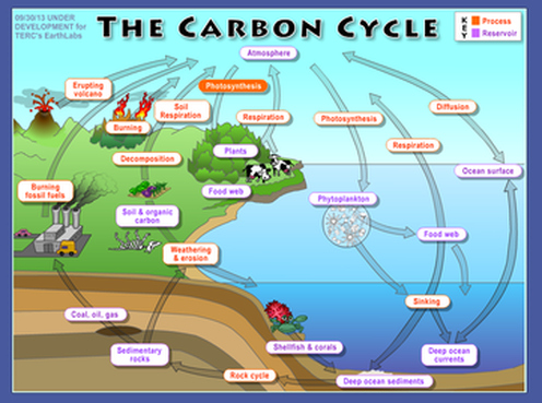 Carbon Cycle Footprints And Sinks Home